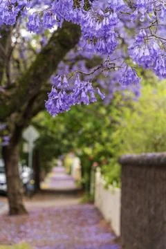Jacaranda bloom in Adelaide Stock Photos