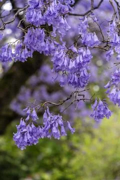 Jacaranda bloom in Adelaide Stock Photos
