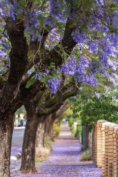 Jacaranda bloom in Adelaide Stock Photos
