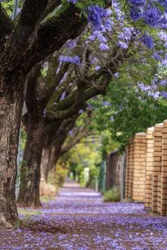 Jacaranda bloom in Adelaide Stock Photos