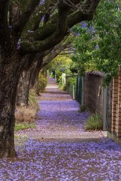 Jacaranda bloom in Adelaide Stock Photos