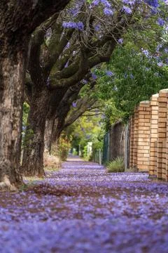 Jacaranda bloom in Adelaide Stock Photos