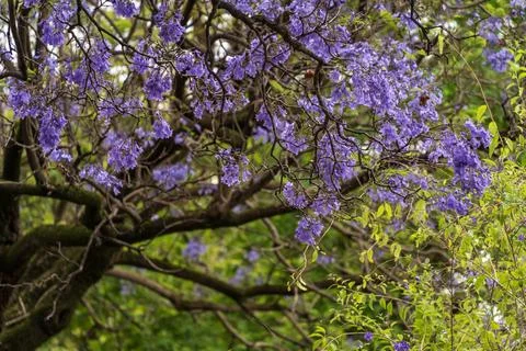 Jacaranda bloom in Adelaide Stock Photos