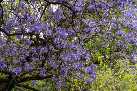 Jacaranda bloom in Adelaide Stock Photos