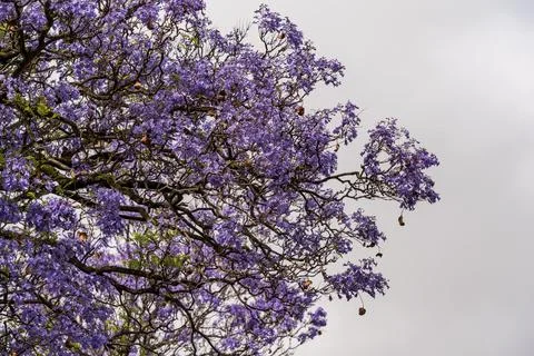 Jacaranda bloom in Adelaide Stock Photos