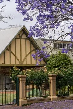 Jacaranda bloom in Adelaide Stock Photos