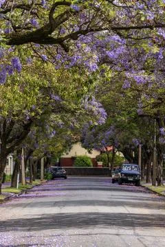 Jacaranda bloom in Adelaide Stock Photos