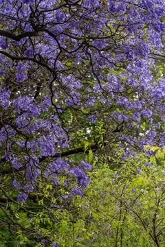 Jacaranda bloom in Adelaide Stock Photos