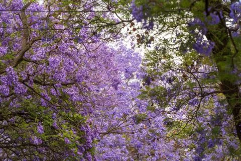 Jacaranda bloom in Adelaide Stock Photos