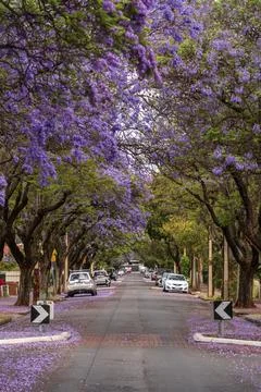 Jacaranda bloom in Adelaide Stock Photos