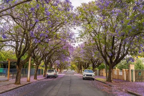 Jacaranda bloom in Adelaide Stock Photos