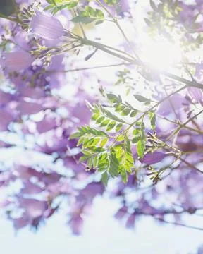 Jacaranda in bloom on a sunny day Foto stock