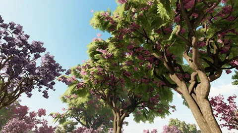 Jacaranda bloomed trees against the sky, 4K 스톡 동영상 194417220