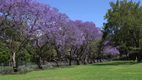 Jacaranda blooming trees sway in the wind in a park with green grass lawn. Stock Footage 143685147