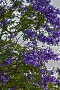 Jacaranda blossom close up Foto stock