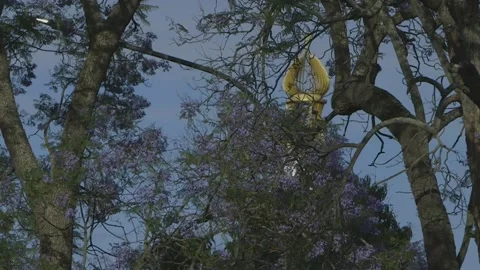 Jacaranda blossom Stock Footage 159127176