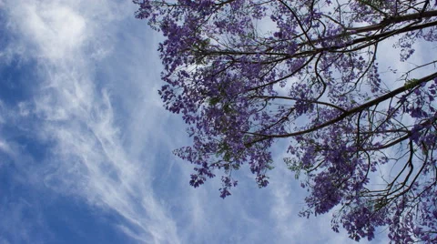 Jacaranda Blossoms and Cirrus Clouds Vídeo Stock 51438674