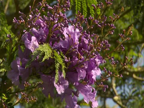 Jacaranda Blossoms Stock Footage 22243702