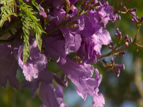 Jacaranda Blossoms Stock Footage 22243703