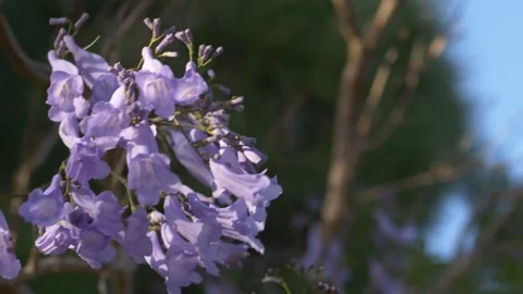 Jacaranda blossoms with soft natural lighting sway in wind create botanical Stock-Footage 335655914