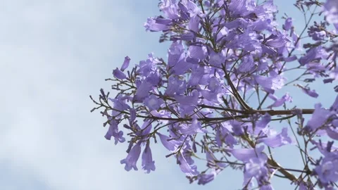 Jacaranda blossoms swaying against a bright sky create a recognizable spring Stock Footage 335763633