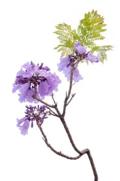 Jacaranda Flower isolated on white background, a species with an inflorescenc Stock Photos