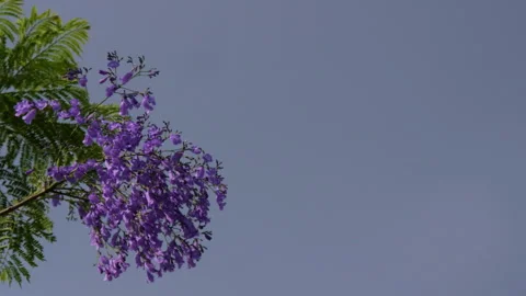 Jacaranda flower or Jacaranda mimosifolia a purple colored flowering tree Stock Footage 285696249