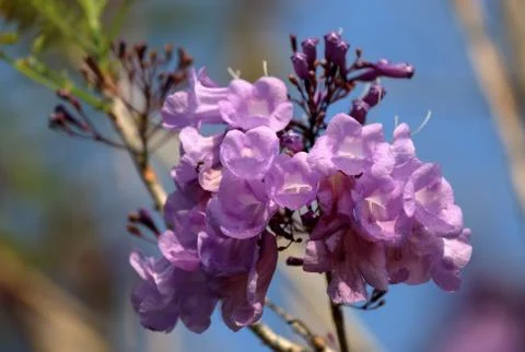 Jacaranda flower Foto stock