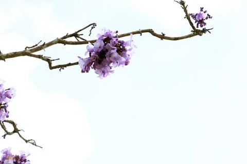 Jacaranda flower on the tree 스톡 사진