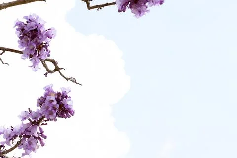 Jacaranda flower on the tree Foto stock