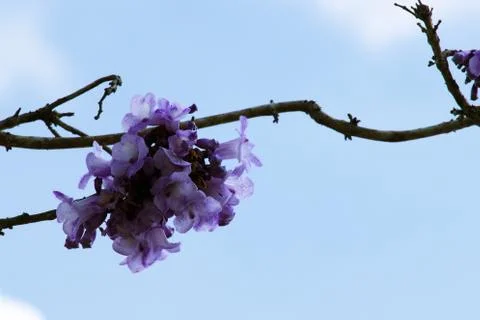 Jacaranda flower on the tree 스톡 사진