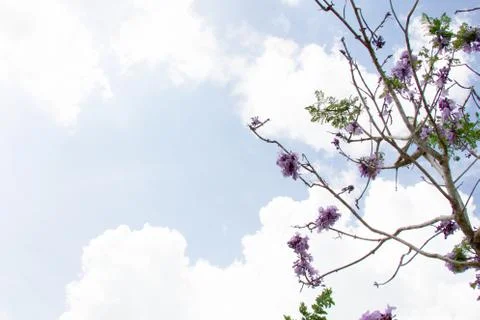 Jacaranda flower on the tree 스톡 사진
