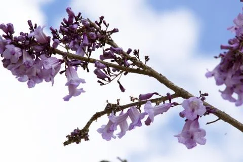 Jacaranda flower on the tree 스톡 사진
