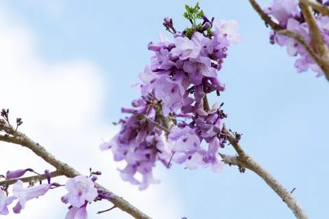 Jacaranda flower on the tree Foto stock