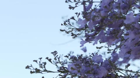 Jacaranda flowers against clear spring sky create minimalist botanical Stock Footage 335653569