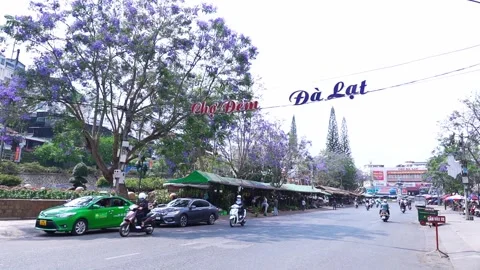 Jacaranda flowers bloom along the roadside in the summer morning Stock Footage 157089612