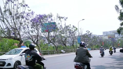 Jacaranda flowers bloom along the roadside in the summer morning Stock Footage 157089667