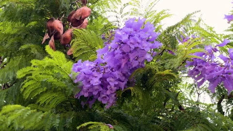 Jacaranda flowers bloom in vivid clusters on a tree branch. Video stock 287519615