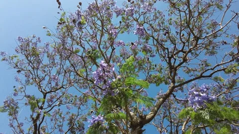 Jacaranda flowers blowing in the wind stretch into the blue sky. Stock Footage 219877108
