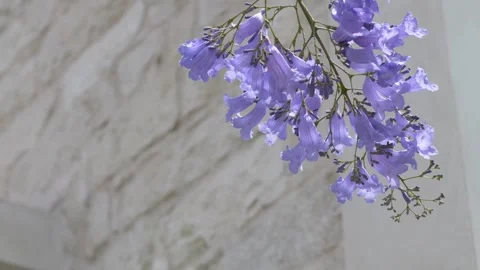Jacaranda flowers frame elegant residential architecture. Ideal for real estate Stock Footage 335745332