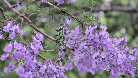 Jacaranda Flowers in Full HD Stock Footage 82985862