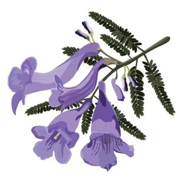 Jacaranda Flowers Illustrazione stock