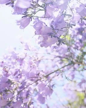 Jacaranda flowers Foto stock