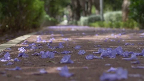 Jacaranda flowers slowly fall onto a city pathway, creating a seasonal purple Stock Footage 335763610