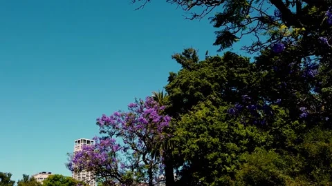 Jacarandá flowers trees low angle over Palermo park buenos aires city landscape Stock Footage 294291382