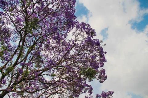 Jacaranda in full bloom, India 库存照片