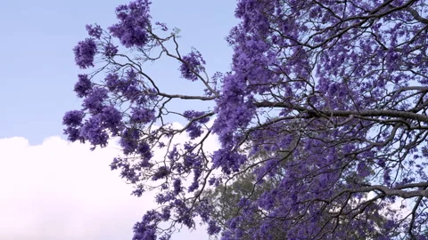 Jacaranda leaves Australian Tree Video stock 225051968