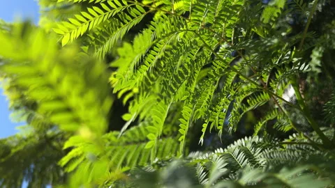 Jacaranda leaves in the sunlight Video stock 252279756