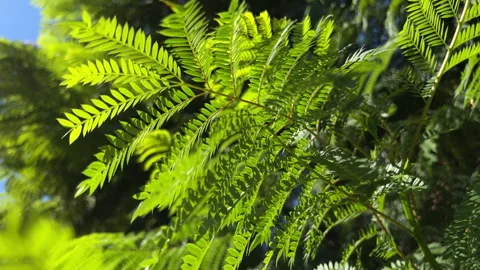 Jacaranda leaves in the sunlight Video stock 252279791