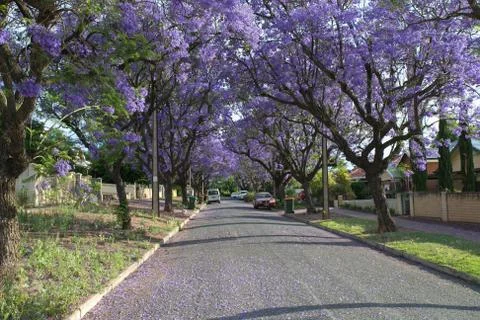 Jacaranda lined road in Adelaide Stock Photos